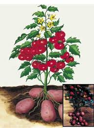 tomato and potato plant